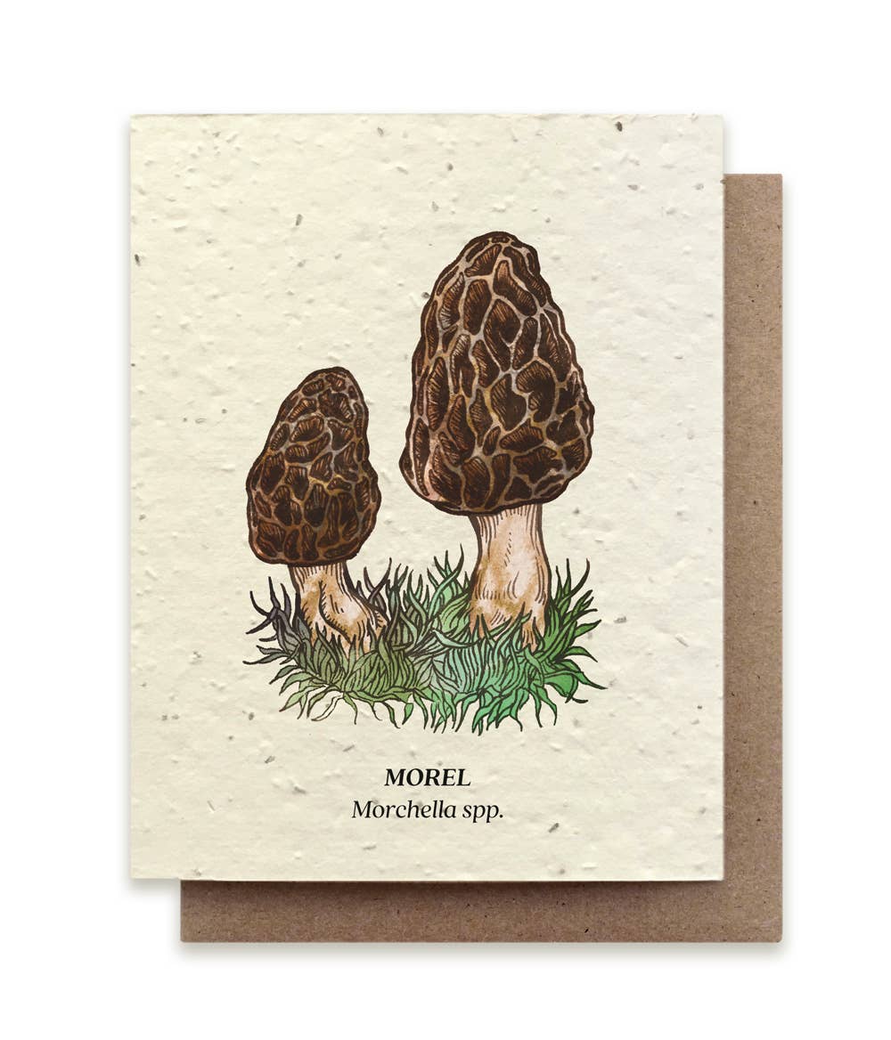 Morel Mushroom - Seed Card