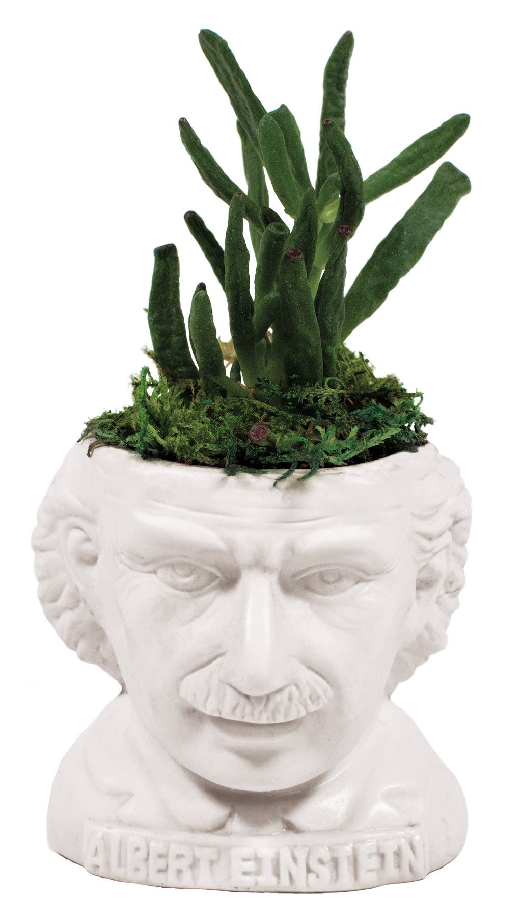 Albert Einstein Planter