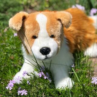 Lincoln Red Border Collie By Auswella