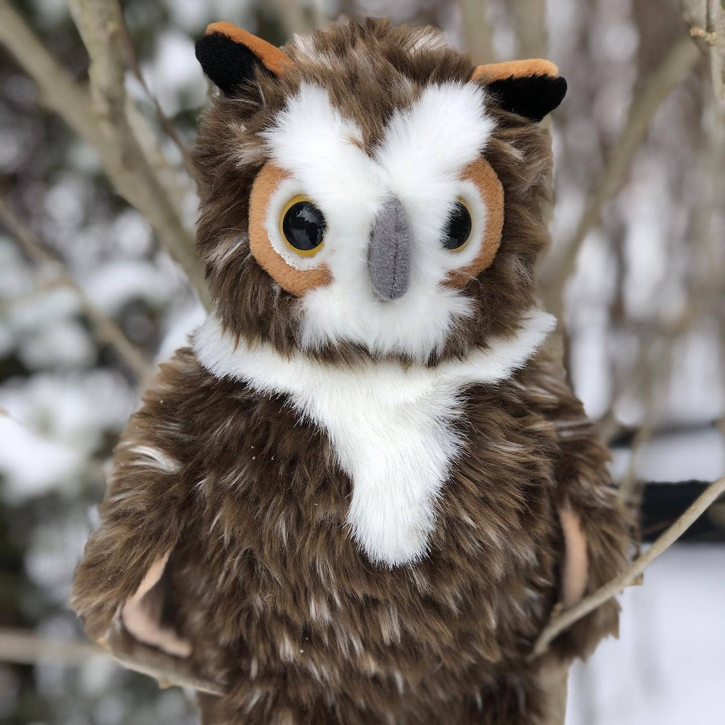 Great Horned Owl